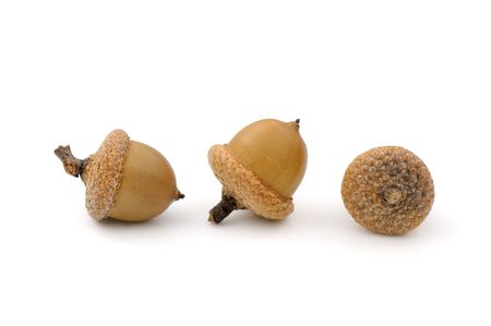 Close-up of three dried acorns on white backgroundの写真素材