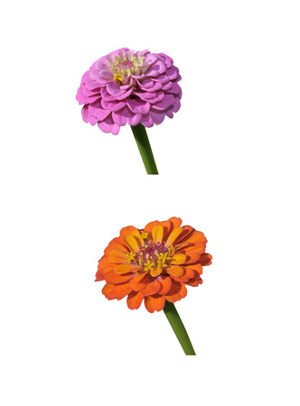 Zinnia orange and purple isolated on white backgroundの写真素材