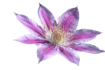 Close-up of pink clematis isolated on white backgroundの写真素材