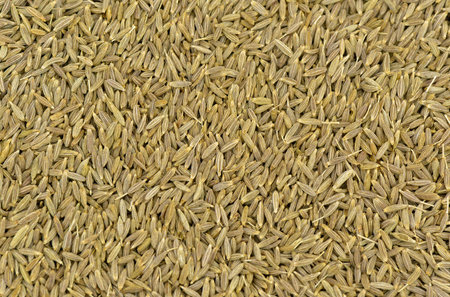 Clos-up of cumin seeds of cumin at studioの写真素材