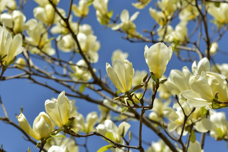 Yellow bird magnolia in blue skyの写真素材