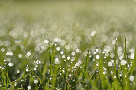 Clos-up of Early morning dew with bokehの写真素材
