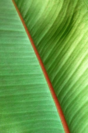 Close-up of a green leafの写真素材