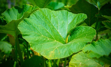 Zucchini Leaves found in gardenの写真素材