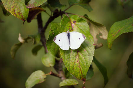 Butterfly on the leafの写真素材