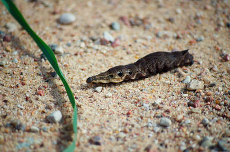 Real caterpillarの写真素材