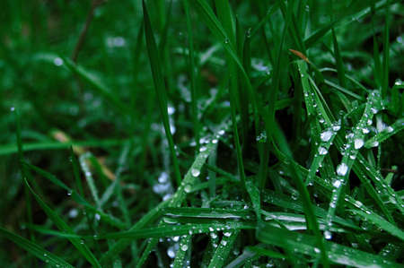 Water drops on the green grass. Morning dew