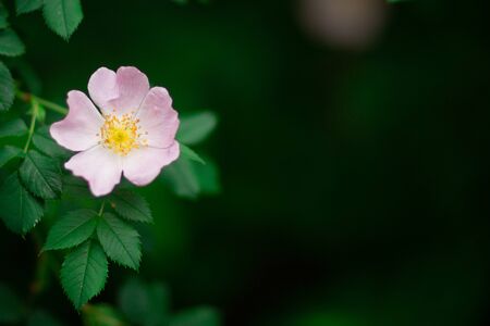 Swamp Rose, Rosa Palustris. Closeup macro shot of pink rose flower with yellow enter in the summer outside, green leaves nature on backgroundの写真素材