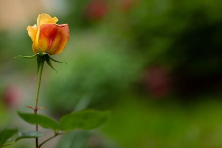 Yellow red rose-briar bush flower green leaves nature on background wallpaper.の写真素材