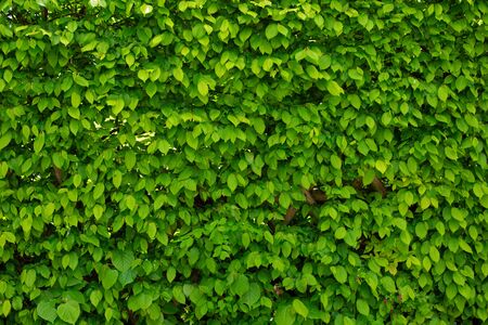Green leaves bush shrub as a natural organic background