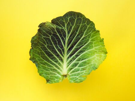 A cabbage leaf against a yellow background. Horizontal image, selective focus.