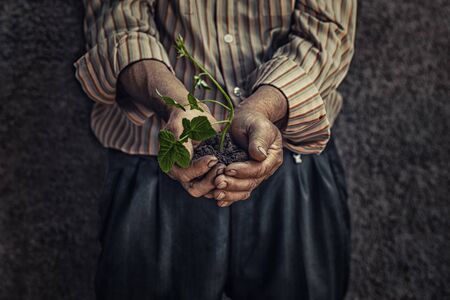 Closeup cropped image of old wrinkled Farmer hand holding a fresh young green plant sprout with soil isolated on dark grey background wall. Symbol of new life and environmental conservation conceptの写真素材