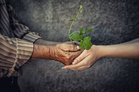 Closeup cropped image of elderly old man hands and his young daughter holding giving receiving a natural green sprout plant isolated grey natural background. Ecology protection of future concept ideaの写真素材