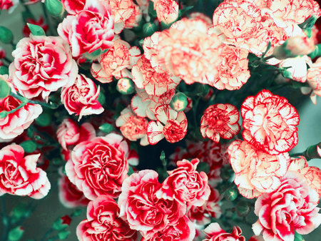 Dianthus flowers, carnation pink in bouquet, sweet william, double-flowered cultivated variety of...