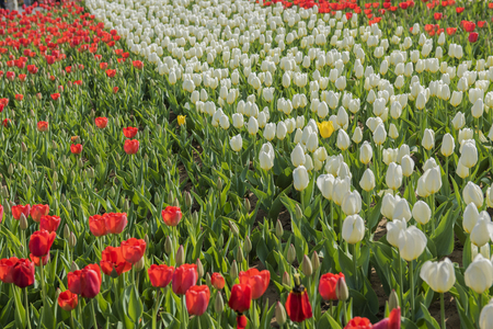 Close up to tulipsの写真素材