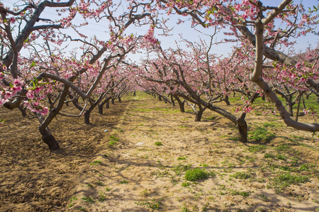 landscape view of peach blossom growing in a farmlandの写真素材