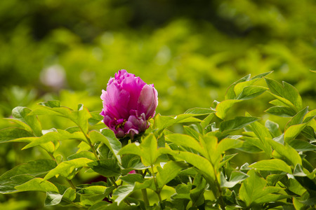 peony flowerの写真素材