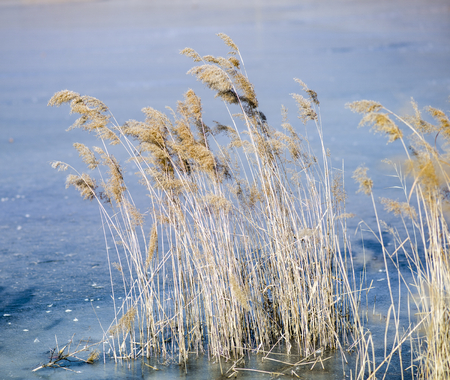 Reed in the waterの写真素材