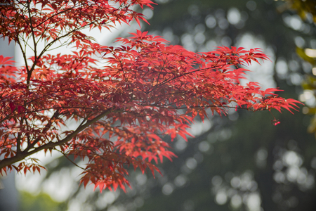 Close up view of red leavesの写真素材