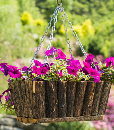Close up view of a hanging potted flowersの写真素材
