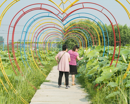 visitors at lotus pond areaの写真素材