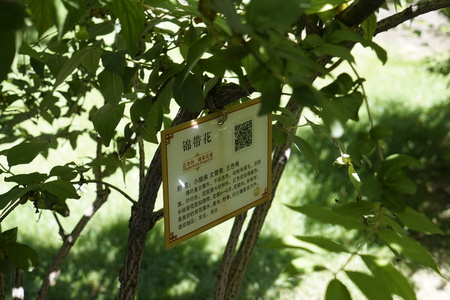 Weigela floridaのeditorial素材