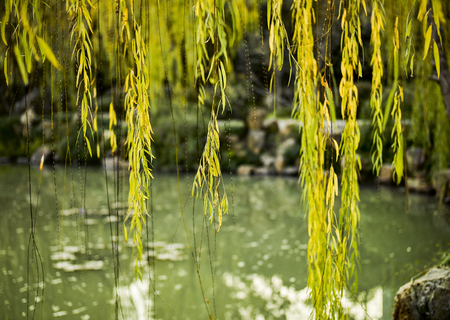 Slender West Lake scenery