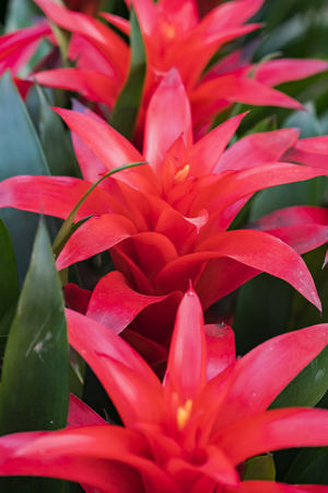 red flowerの写真素材