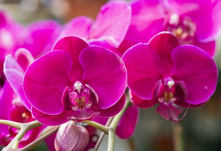 Phalaenopsisの写真素材