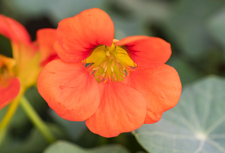 orange flowersの写真素材