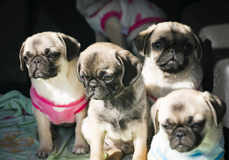 pet dogの写真素材