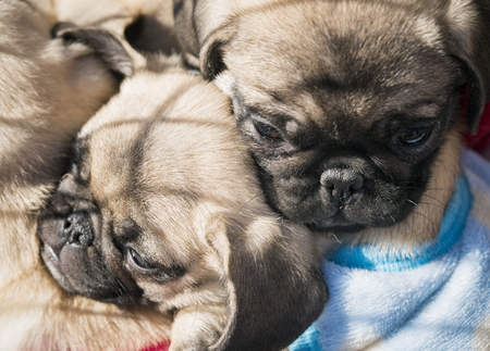 pet dogの写真素材