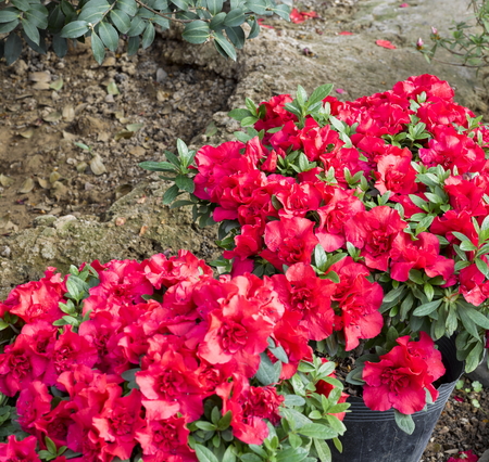 Shijiazhuang botanical gardenの写真素材