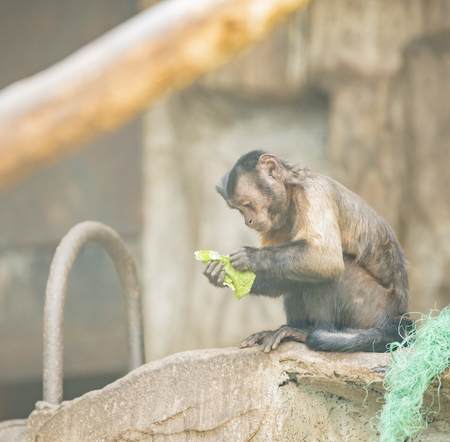 monkeyの写真素材