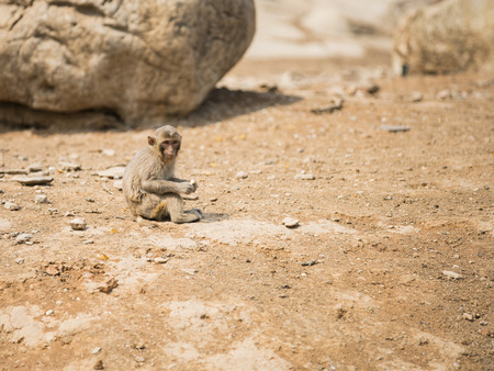 monkey