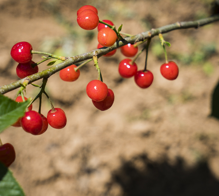 Laoshan Cherryの写真素材