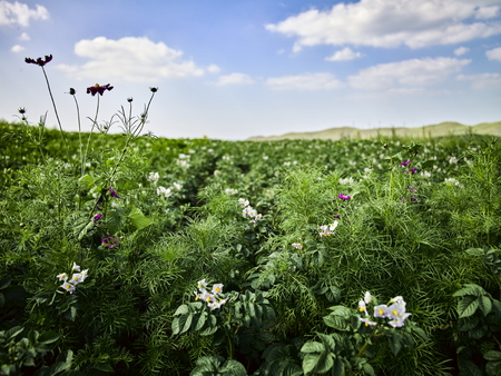 Tianlu grassland