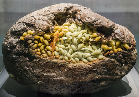 Qingtian Stone Carving in Museum Collection Exhibition at Shaanxi History Museum from Xi'an City, Shaanxi Province, China.のeditorial素材