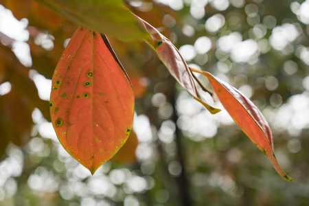 Persimmon Leaves