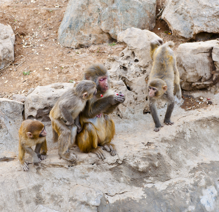 monkey in zoo