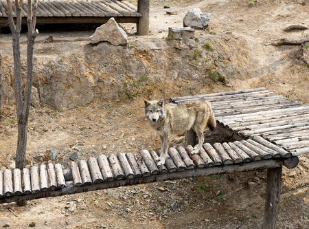 wolf in zooの写真素材