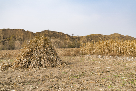 farmland after harvestの写真素材