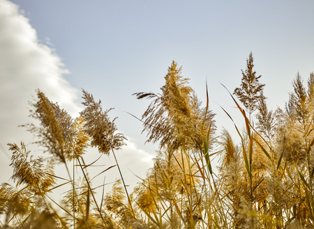 Reed