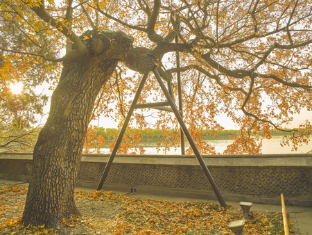 old trees under sunsetの写真素材
