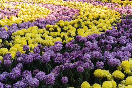 2018 Kaifeng International Chrysanthemum Exhibitionのeditorial素材