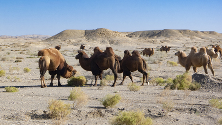 Gansu, Jiuquan City, Jinta County, Camelの写真素材