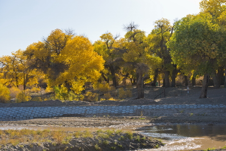 China, Inner Mongolia, Alxa League, Ejina Banner, Huyanglin National Forest Parkの写真素材