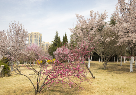 Yuxi garden scenery in Henan Province, China.のeditorial素材