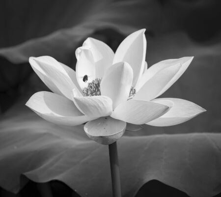 blooming lotusの写真素材