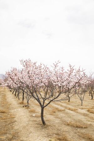 Apricot tree with flowers blooming at Hebei province, China.の写真素材